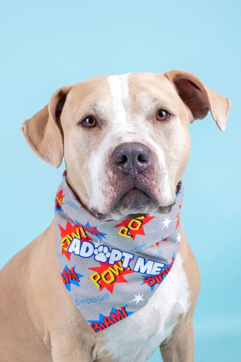 Adopt Mowgli! Your new snuggle companion