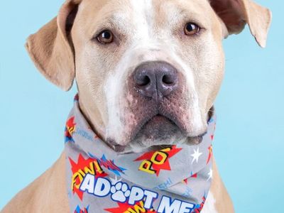 Adopt Mowgli! Your new snuggle companion