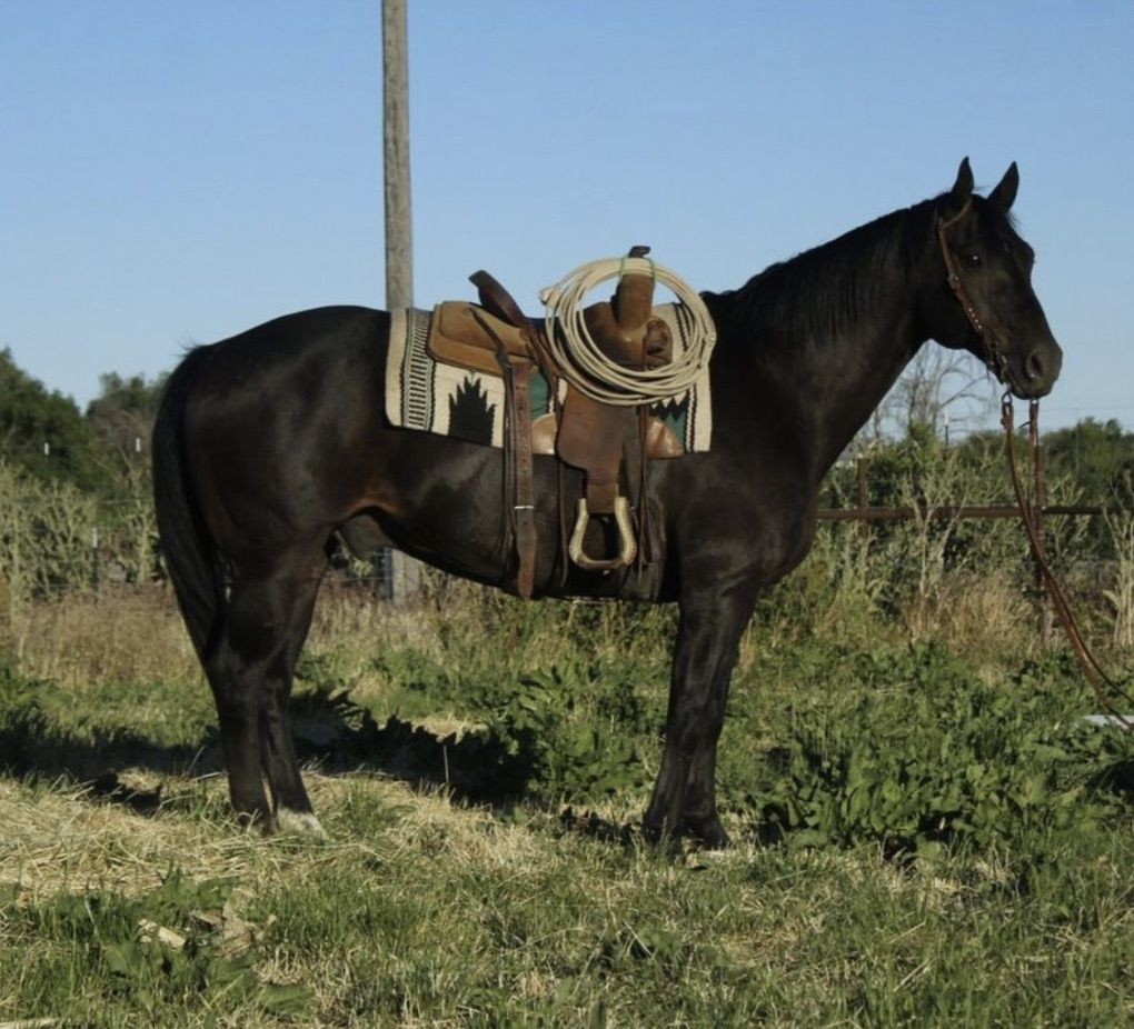 Ranch Gelding