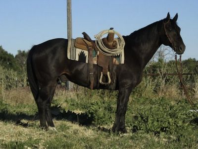 Ranch Gelding