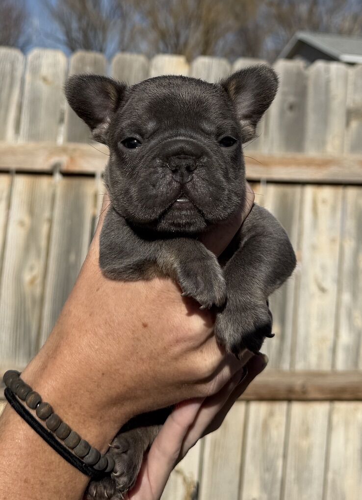 French Bulldog Puppies
