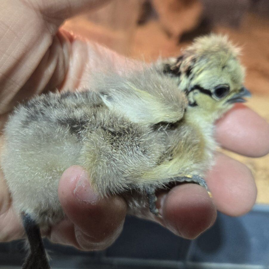Silkie Chicks