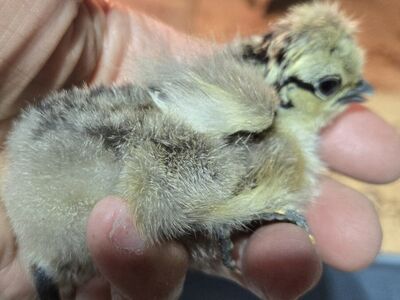 Silkie Chicks