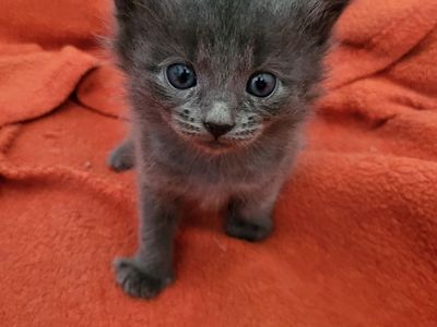 Hello my name is Cadet
