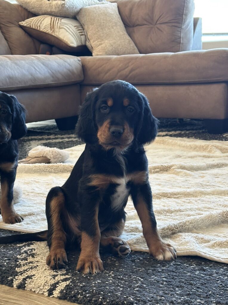 Ready Now! AKC Reg Male Gordon Setter 8 Weeks Old
