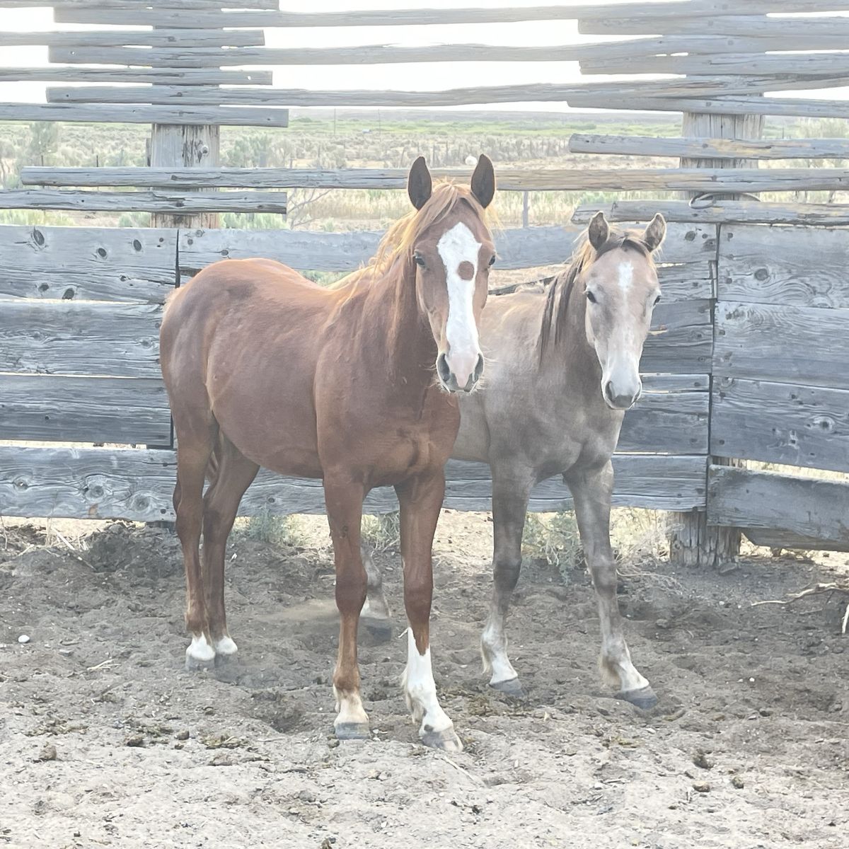 2025 Model Yearlings For Sale