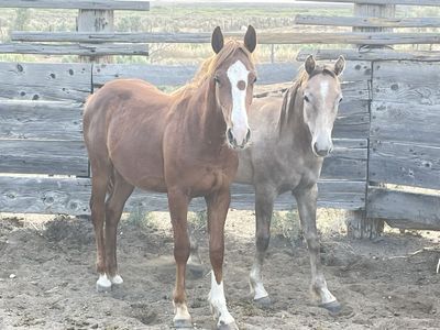 2025 Model Yearlings For Sale