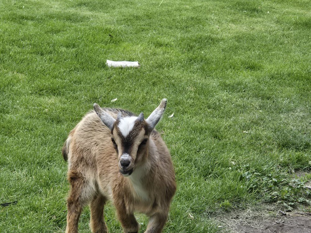 male pygmy goat