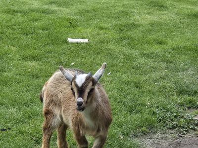 male pygmy goat