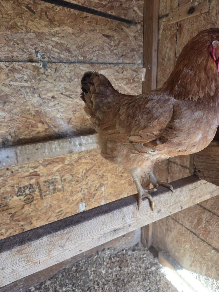 Chicken 30