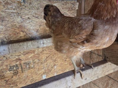 Chicken 30
