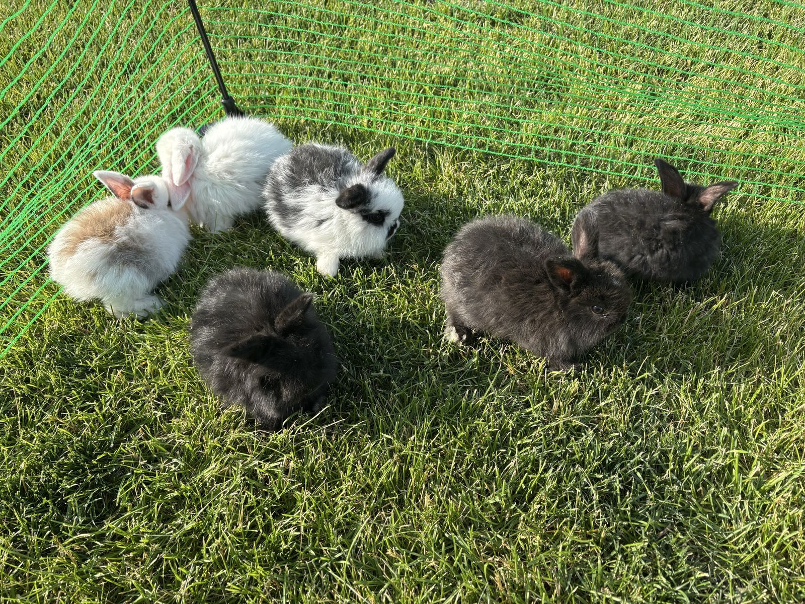 Mini holland lop bunnies