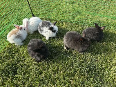Mini holland lop bunnies