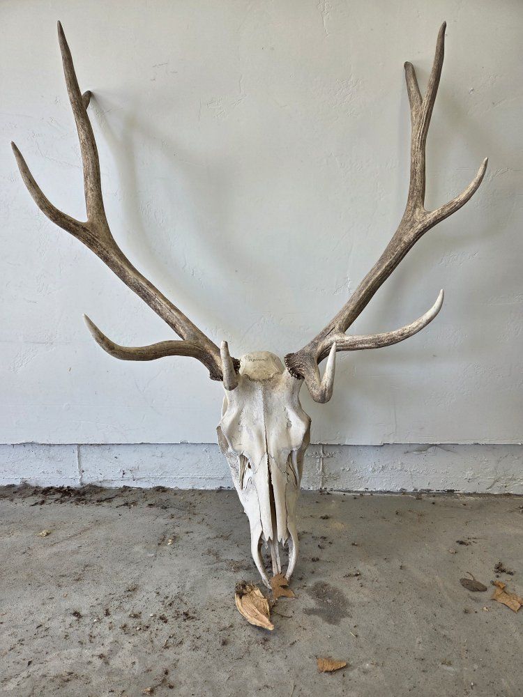Bull Elk Euro Mount
