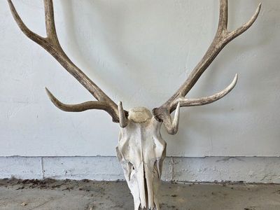 Bull Elk Euro Mount