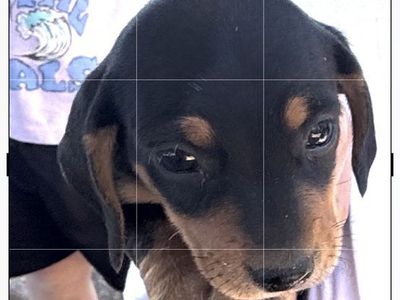 DACHSHUND PUPPIES - 2 FEMALE BLACK AND TAN PUREBRED MINATURE DACHSHUND