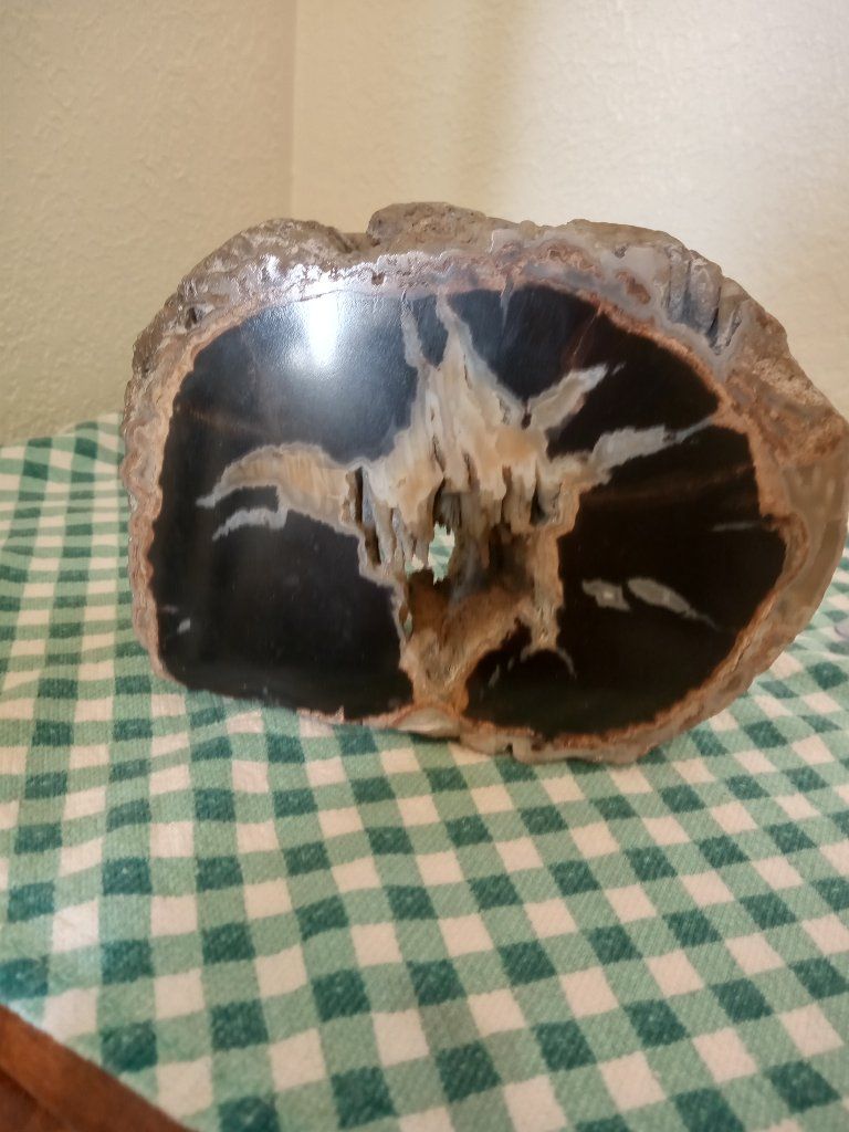 petrified wood
