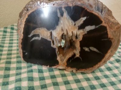 petrified wood