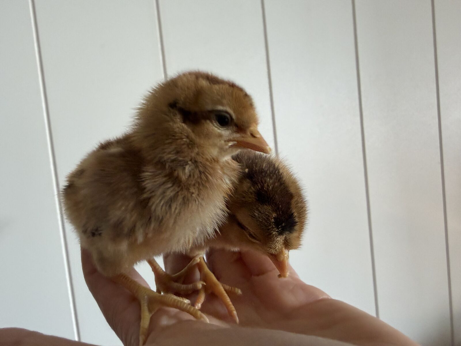 Olive eggers chicks pullets
