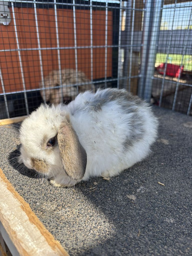 Easter Holland Lop Mix bunnies