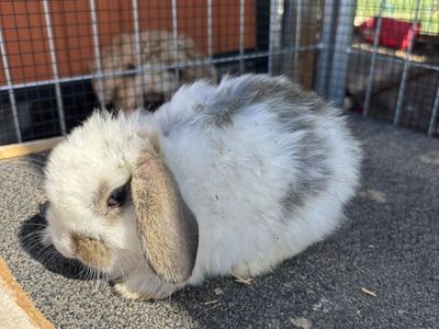Easter Holland Lop Mix bunnies