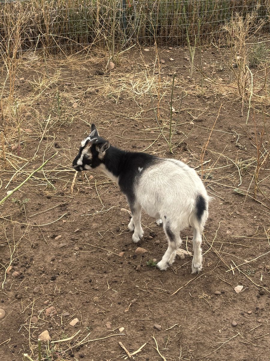 Nigerian dwarf wether