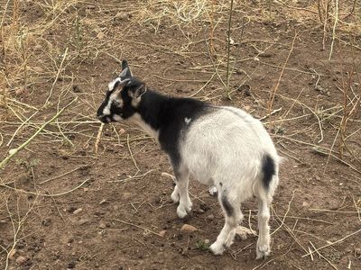 Nigerian dwarf wether