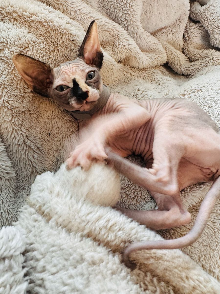 LOVING SPHYNX KITTENS – RAISED IN A FAMILY HO