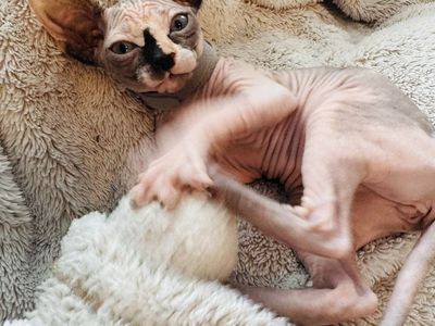 LOVING SPHYNX KITTENS – RAISED IN A FAMILY HO