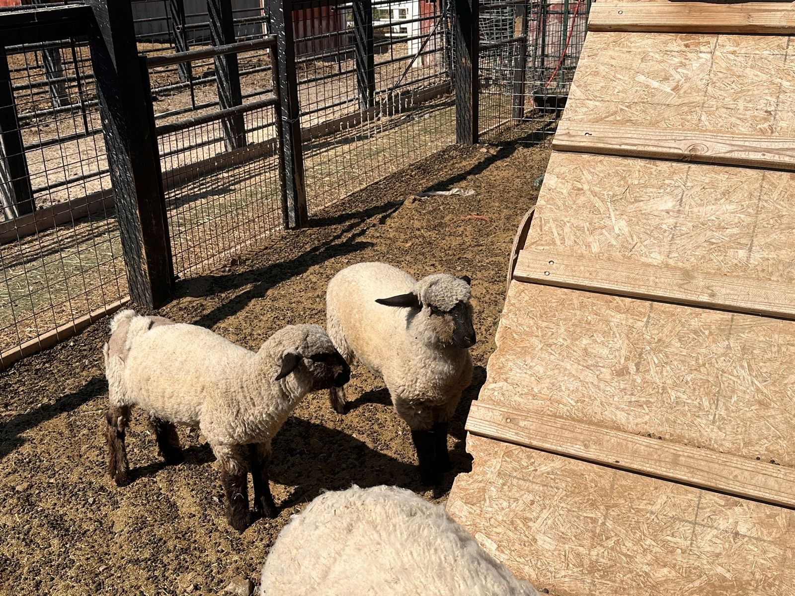 Baby Lambs