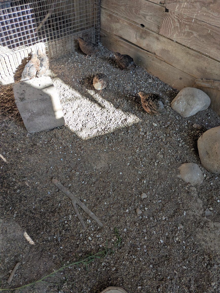 caturnix quail for sale