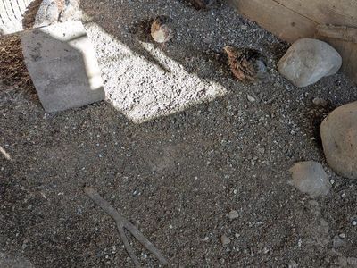 caturnix quail for sale