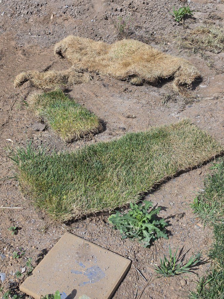 strips of fresh sod cut Monday morning
