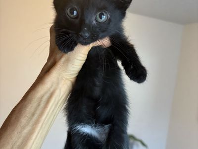 10 week fixed solid black kittens 2 Male/ one female