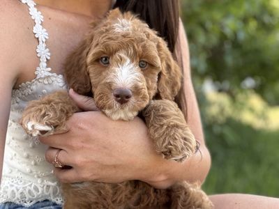 Irishdoodle Puppies