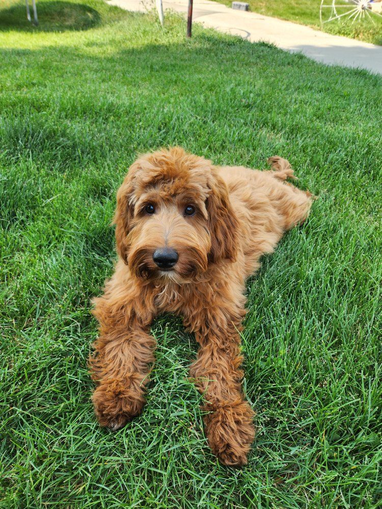 Mini Goldendoodles