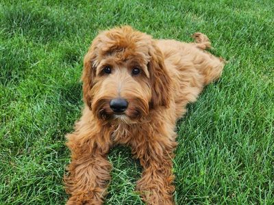 Mini Goldendoodles