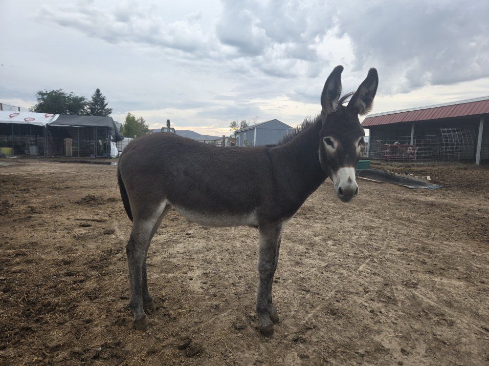 7 month old Jenny
