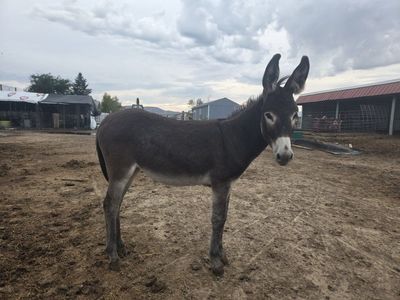 7 month old Jenny