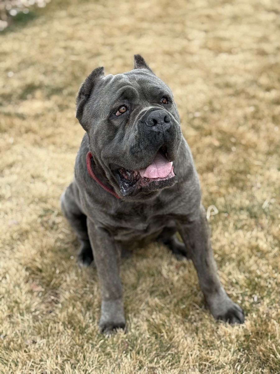 AKC ICCF Registered Cane Corso Stud