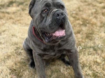AKC ICCF Registered Cane Corso Stud
