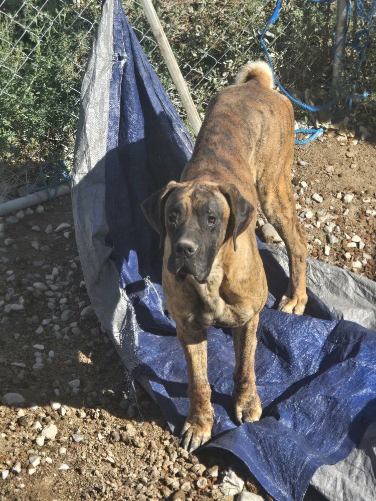 Brindle Great Dane