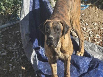 Brindle Great Dane