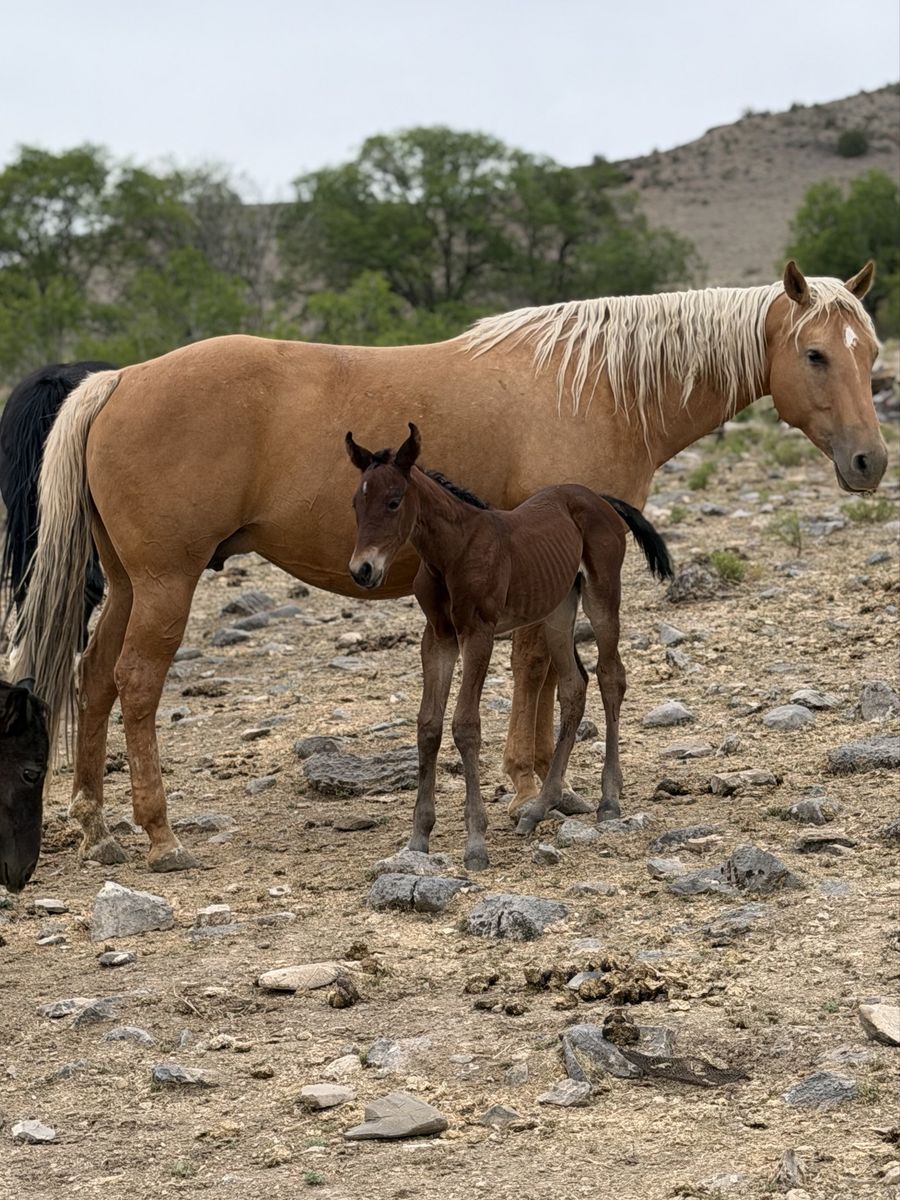 Golden Palomino 3for1 DraftX Package