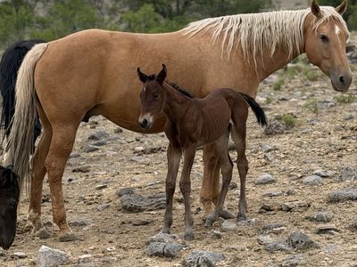 Golden Palomino 3for1 DraftX Package