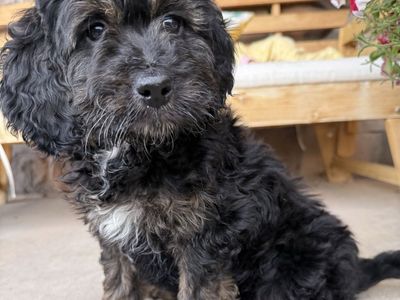 Adorable Bernedoodle Puppies - 2 Male, Ready Now, Family-Raised