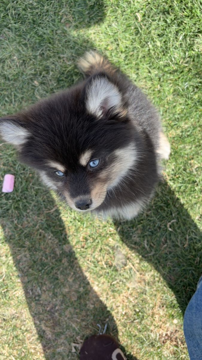 Pomsky female
