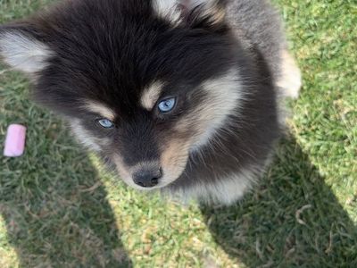 Pomsky female