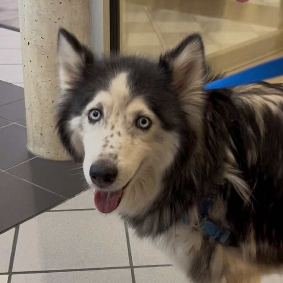 Hello my name is Sasha