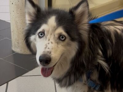 Hello my name is Sasha